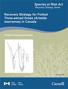 Species at Risk Act Recovery Strategy Series    Recovery Strategy for Forked Three-awned Grass (Aristida basiramea) in Canada  Forked Three-awned Grass  February 2007