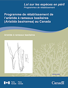 Loi sur les espèces en péril  Collection des programmes de rétablissement    Programme de rétablissement de l’aristide à rameaux basilaires (Aristida basiramea) au Canada  Aristide à rameaux basilaires  Février 2007