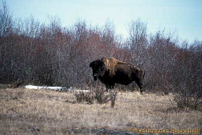 How much does a bison weigh?