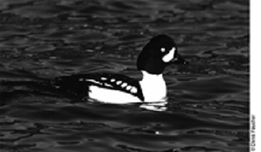 Barrow's goldeneye  Washington Department of Fish & Wildlife